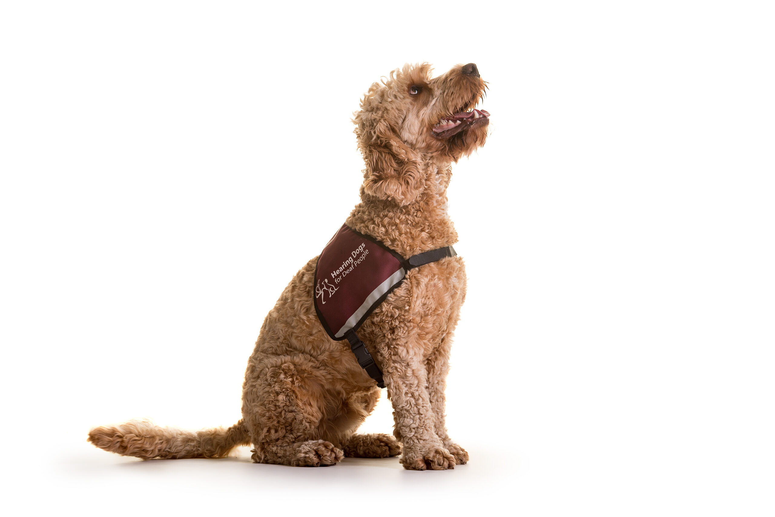 Case Study – Hearing Dogs: Strategising our People Focus